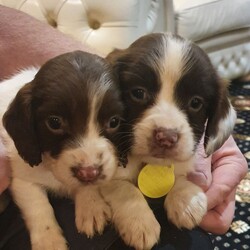 Adopt a dog:Beautiful Springer Spaniel Puppys For Sale/English Springer Spaniel//6 weeks, 4 days old ,Beautiful liver and white springer spaniel puppys 2 dogs and 1 bitch left ready too live 29th of November also will have first vaccine, microchip full vet check mother is a family pet kc 
Registered very loving temprement, who are good around children dad is also kc Registered