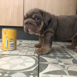 Adopt a dog:Full Suit Leo Son Available/English Bulldog//8 weeks, 4 days old ,We have our keeper boy for sale due to more letters pending arrival we are not going to have time for this little fella.... He is a full suit lilac and tan with a impressive pedigree for any info please contact me...
He is ready to go first job and microchip done would make a impressive stud to anyone’s program