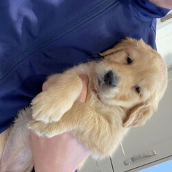 Beautiful Kc Registered Golden Retrievers/Golden Retriever//6 weeks, 5 days old ,We have produced a stunning litter of kc registered golden retrievers.
Mum is a fantastic dog with the best temperament so loving and brilliant with children.
Dad of these is Bow (BRINSWORTHY DENMAN OF JALK)

*Champion sired
*Genetically perfect
*Proven stud 
*Outstanding natural working ability
*Perfect looks and confirmation
*EYES UNAFFECTED BY GPRA/CPRA/HC
*ELBOWS 0/0
*HIPS 3/3
*GR PRA 1 CLEAR
*GR PRA 2 CLEAR
*DM EXON 2 CLEAR
*PRCD-PRA CLEAR
*ICT-A CLEAR
*MD CLEAR
*OI CLEAR
*MH CLEAR
*HUU CLEAR
*NCL CLEAR
*CMS CLEAR
*SAN CLEAR 
pedigree will be fantastic with sire being the most health tested dogs in the uk.

Puppies will come with a full vetinary health check, first vaccinations, flead and wormed.

Puppies will be brought up in our family home around our children in the best possible way.
5* homes only for our puppies
Deposit secures your puppy and is none refundable 
Any questions don’t hesitate to call, text, FaceTime or email me. 
Kind regards