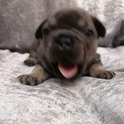 Stunning Chunky French Bulldogs/French Bulldog//4 weeks, 5 days old ,Im am very excited to announce that my beautiful loving girl treacle has given birth to 4 beautiful puppys my girl is blue sable and is 5 generation pedigree she’s has many championship bloodlines and is all round fun and loving. she is such a brilliant mum I’m so proud of her. dad is the famous Hugo the pedigree with championship bloodlines. Both mum and dad are fully heath tested. Puppy’s will be used to house hold noises and children as they will be raised in our family home these pups are top quality and no exspence has been spared!!

We guarantee offer a healthy puppy or full refund 

7 DAYS MONEY BACK GUARANTEE IF YOU FIND ANY UNLINING HEALTH ISSUES

Puppy’s will leave
* fully heath checked
* all vaccinations up to date
* flead and wormed
*microchipped
*kc documents
* puppy pack with blanket with scent of mum and current food they will be on and also a lifetime of advice and support
A deposit of £300 will reserve the puppy of your choice

SABLE BLUE BOY £2000
BLUE AN TAN BOY £2200
SABLE BLUE GIRL £2300
BLUE AND TAN GIRL £2500

Puppy’s will be ready to leave for there new loving homes on the 23th December 


Thanks for viewing 

Tel [telephone removed]