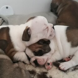 Adopt a dog:Stunning Kc Reg French Bulldog Puppies/French Bulldog//4 weeks, 4 days old ,Beautiful french bulldog puppies lovingly home reared, looking for loving forever homes. Gorgeous confident, healthy chunky puppies. KC Registered, will be vaccinated, microchipped, wormed, flead, and vet checked and insured. Puppy pack supplied with breed info, advice and a puppy blanket etc. Ready to go from 23rd December 2020. Mum and Grandma can be seen. Bitches all sold. Dogs available from £2000