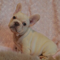 Adopt a dog:Chocolate Platinum French Babys/French Bulldog//10 weeks old ,We are offering for sale these two amazing chocolate platinum little boys 

Absolutely quality pups , very true to type going to be amazing examples 
They will be out of this world, healthy , short, stocky and compact 

**With the recent events all of our viewings will be in our outside area or via video call , we can also provide Various videos and photos of our babies and will be offering delivery as well as collection :) 

Parents are Fit healthy bulldogs with fantastic temperaments !! They are amazing examples of their breed both being very chunky with lots of the typical much loved bulldog wrinkles 
Mum is owned by us and is here to meet, she lives indoors as a part of the family which includes young children, as have Her babies. 
Dad is a stud we used pictures and videos are available of him 

Because of growing In an enriched environment and being exposed to all sorts of experiences our puppies are very confident, they are well socialised and used to being handled by big and small hands by the time they leave us 

Bulldogs by nature are extremely loving. They by far are one of the best breeds for almost any home , they are also very comical at times and have just the most lovely way about them and ours are no exception 

pups will come with 4 weeks petplan insurance, first vaccination, wormed, microchipped, health checked and with their pedigree papers , as well As that some of the kibble they are weaned onto
For any more info please contact I am happy to answer any questions :)