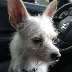 Adopt a dog:Emmitt/Cairn Terrier/Male/Young,EMMITT

Emmitt is a 1 yr old 8 lb carin terrier mix.  He is sweet and social with people and other dogs.  He is very good on a leash and in the car.  His foster has a dog door and loves going in and out.   Emmitt is a high energy puppy. He needs another small dog to play with in his new home.    Emmitt is on the GO.
Emmitt would win The Friendliest Contest.  He does not know a stanger. He loves children.  Love, loves his toys.  He will play fetch and tug of war.


If interested in Emmitt, please send us an inquiry here. We will send you our
application. We require a completed, approved application in order to set
up a meet and greet.

REQUIREMENTS:
Small dog in the home for Emmitt to play
Work/Stay at home parent
Fenced in backyard.
NO APARTMENTS
Vet Reference
Home Visit
Completed application

Thank you.
