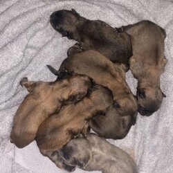 Chow Chow Puppies Update Puppies Are Here/Chow Chow//4 days old ,Hi there 

My beautiful narla has just had her babies there was a litter of 7 
1 girl (reserved )
1 boy (sold) 

4 red boys available £3000

1 blue boy available £4500

Pups will have 

Health check 
1st injection 
Wormed 
Flead
Microchipped 
Puppy pack 
Due to leave 21st January 2021

My baby produces the most beautiful and well natured pups I have nothing but great feedback from owners 

If u intrested in being put on the waiting list 07 53 9 & 691 254 or email

Thank you for ur interest 

I will place photos of previous litter & mum & dad on my add x

Will require a deposit of £200 to hold ur new baby xx
