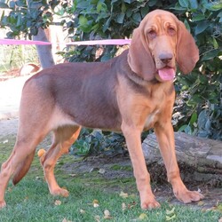 Adopt a dog:Harlee/Bloodhound/Female/Young,Meet Harlee! She is a beautiful 10 month old Bloodhound who was surrendered to us when owners moved and couldn’t bring her along. She began her life in their backyard and had never met another dog before coming to us. Since joining us, we have been socializing her with other dogs and she’s doing great! She is a little shy around large dogs, but would do well with a playful, mid-sized dog to play with. 

She is definitely looking for an owner with breed experience as she is typical of the breed- strong willed and follows her nose. She is shy around new people, especially men, but bonds quickly. Definitely not an apartment dog because she loves to talk and needs a secure space to run! 

Harlee is up to date on shots, spayed and microchipped.  Adoption fee $400.

Copy and paste this link in your browser to fill out the adoption application:
https://forms.gle/tU3rJyBhqxrd2vqw8

The rescue suggests obedience training for all puppies and dogs.