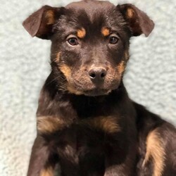 Adopt a dog:Edna/Rottweiler/Female/Baby,For more information, please “like” / follow our FB page - Fat Heads Rescue 
or follow us on IG @FatHeadsRescue

The adoption fee is $250 and includes spay/neuter, microchip, vaccines, deworming, and 30 days of free pet insurance.  Apply today at fatheads.org/adopt/

As a foster based rescue, we only schedule meetings with approved adopters. If you're interested, complete an application.