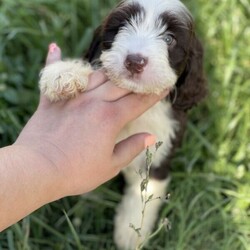 Beautiful Spoodle puppies ///Younger Than Six Months,A gorgeous Spoodle litter available now for pick up at 8 weeks old with 4 boys left !BIN0004783130243 and registered with Responsible Pet Breeders Australia 1611Price is firm - Messages asking for a negotiated price will not be replied to.Automated gumtree messages will not be replied to.Please read the entire add before replying.Available are:4 BoysMickeyWinston (dark chocolate)DieselHarry PawtterOnly make contact after checking with everyone in the family that they agree to a puppy and that this is the Spoodle they want.No time wasters please.Parents are healthy and DNA tested and approved together.Will come to you vaccinated, microchipped and wormed.Please no interstate enquiries for the moment (unless you are not too far from the border and can pick up by car- No ✈️ sorry).Both Parents here to meet. Mum is the most beautiful looking Cockalier ( cocker spaniel x cavalier, 13kg) and dad is a handsome purebred mini parti poodle (6.5kg). Puppies are raised indoors in a loving home environment with plenty of stimulation and socialising. The sibling displayed from the previous litter shows the amazing quality of the combination of these two parents with a gorgeous teddy bear like fleece coat.These puppies are first generation which has produced lovely non shedding fleece coats for each puppy. Size wise they will be knee height and around 10kgs.They adjust to apartment life and a house with a backyard equally well and once they get all their puppy playfulness out they love to curl up next to you. They love kids and are a sweet gentle temperament with no mean bone in their body.—>First contact should be a message about why you have chosen one of my puppies and what type of home you are offering the puppy. Appointments made only for people coming to buy a puppy. No timewasters or indecisive people.Once you contact me I will give you a call back. Please don’t contact me if you are not ready to buy my puppy now or are still deciding on the dog or the breed.If add is up puppies are availableAbout Spoodles:Their long cocker spaniel ears, dreamy puppy dog eyes combined with the long lashes make them simply irresistible.