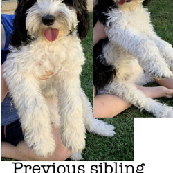 Beautiful Spoodle puppies ///Younger Than Six Months,A gorgeous Spoodle litter available now for pick up at 8 weeks old with 4 boys left !BIN0004783130243 and registered with Responsible Pet Breeders Australia 1611Price is firm - Messages asking for a negotiated price will not be replied to.Automated gumtree messages will not be replied to.Please read the entire add before replying.Available are:4 BoysMickeyWinston (dark chocolate)DieselHarry PawtterOnly make contact after checking with everyone in the family that they agree to a puppy and that this is the Spoodle they want.No time wasters please.Parents are healthy and DNA tested and approved together.Will come to you vaccinated, microchipped and wormed.Please no interstate enquiries for the moment (unless you are not too far from the border and can pick up by car- No ✈️ sorry).Both Parents here to meet. Mum is the most beautiful looking Cockalier ( cocker spaniel x cavalier, 13kg) and dad is a handsome purebred mini parti poodle (6.5kg). Puppies are raised indoors in a loving home environment with plenty of stimulation and socialising. The sibling displayed from the previous litter shows the amazing quality of the combination of these two parents with a gorgeous teddy bear like fleece coat.These puppies are first generation which has produced lovely non shedding fleece coats for each puppy. Size wise they will be knee height and around 10kgs.They adjust to apartment life and a house with a backyard equally well and once they get all their puppy playfulness out they love to curl up next to you. They love kids and are a sweet gentle temperament with no mean bone in their body.—>First contact should be a message about why you have chosen one of my puppies and what type of home you are offering the puppy. Appointments made only for people coming to buy a puppy. No timewasters or indecisive people.Once you contact me I will give you a call back. Please don’t contact me if you are not ready to buy my puppy now or are still deciding on the dog or the breed.If add is up puppies are availableAbout Spoodles:Their long cocker spaniel ears, dreamy puppy dog eyes combined with the long lashes make them simply irresistible.