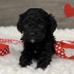 Conner/Cockapoo/Male/,My name is Conner! What's yours? I'm really excited to meet my new fur-ever family. The nice people here have been telling me about how much fun I'll have when I get to my new home and I'm just thrilled. I am ready to play all kinds of games, explore your home, and just be an all-around great companion to you! I am ready to share my hugs and puppy kisses with you. I have plenty to give out, trust me! I really hope you are my new family because I'm ready to meet you! I hope to see you real soon!