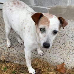 Adopt a dog:Lady Bug/Jack Russell Terrier/Female/Senior,Lady Bug is full of sweetness and love and needs a special, warm home to love and cherish her. She loves warm blankets and beds and will snuggle up and stay for as long as you want. She is a senior, so she may need help moving around and may need to be taken outside more often.
