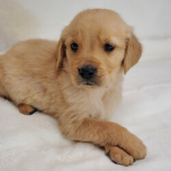 Cooper/Golden Retriever/Male/,Meet Cooper! He is sure to make your life complete with every puppy kiss and tail wag. He is a wonderful little guy who loves to cuddle, but also knows how to play and have a good time. Cooper will come home to you current on vaccinations and with our vet's seal of approval. Don't miss out on this one-of-a-kind puppy, as he will bring your family closer together with his infectious energy and warm heart!