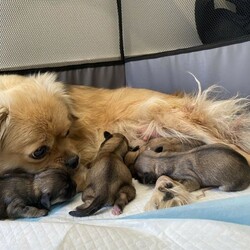 Adopt a dog:Tibetan Spaniel Puppies/Tibetan Spaniel//Younger Than Six Months,4 Beautiful PuppiesFemale) Light Sable with white chest and socks (sold pending)Male 1) Dark sable with white chest and socksMale 2) Light sable with white chest and socksDOB - 28/12/20Ready for homes 22/2/21Both Mum and Dad have exceptional temperaments and puppies are raised in a loving family environment. Fed quality puppy food.All will be wormed, vaccinated and microchipped.Feel free to text or call for more information/photos of the pup your interested in. RPBA3156BIN0004828193689
