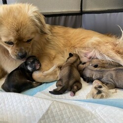 Adopt a dog:Tibetan Spaniel Puppies/Tibetan Spaniel//Younger Than Six Months,4 Beautiful PuppiesFemale) Light Sable with white chest and socks (sold pending)Male 1) Dark sable with white chest and socksMale 2) Light sable with white chest and socksDOB - 28/12/20Ready for homes 22/2/21Both Mum and Dad have exceptional temperaments and puppies are raised in a loving family environment. Fed quality puppy food.All will be wormed, vaccinated and microchipped.Feel free to text or call for more information/photos of the pup your interested in. RPBA3156BIN0004828193689