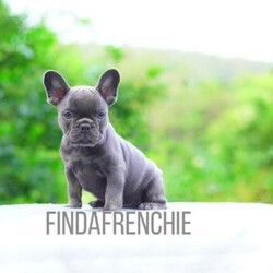 Adopt a dog:French Bulldog Blue and tan male/French Bulldog//Younger Than Six Months,Looking for his forever home1x Visual Blue and tan carrying chocolatePet price - $4,990Price on mains (breeding) - please callCurrently 8 weeks oldHe is a registered pedigree with MDBALocated in Sydney/Central Coast NSW*We can Transport