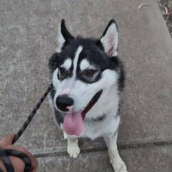 Siberian husky for sale/Siberian Husky//Older Than Six Months,We are selling a 10 month old Siberian Husky puppy due to change in job and not able to give time to this beautiful baby. The dog has been properly looked after, vaccinated and has microchip installed. Bought for $5000 and all paperwork is available.