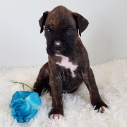 Bartz/Boxer/Male/,Are you looking for the best puppy ever? Well, you found me! My name is Bartz and I am the best! How do I know? Well, just look at me. Aren't I adorable? Also, I am coming up to date on my vaccinations and vet checked from head to tail, so not only am I cute, but healthy too! I promise to be on my best behavior when I'm with my new family. It's just a bundle of joy to have me around. So, hurry and pick me to show off what an excellent puppy you have!