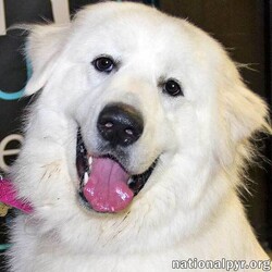 Adopt a dog:me/Great Pyrenees/Female/Adult,Sophie is a show-stopping, beautiful girl with pure white, gorgeous fur and an adorable face. She is very affectionate. She is also very energetic and loves to play. She is crate-trained and doesn't complain about spending time there. Sophie will sit (after due consideration) for the right treats and give you the Pyr paw (shake) since it's the polite thing to do. Sophie loves her walks and play time with squeaky toys. Having a young playful male dog would be ideal for her and would help her burn off excess energy. Sophie has had a tough start, so her adopter will have to be willing to continue her training. She can be very stubborn, she engages in resource guarding (food especially) and she will jump up to play without being invited, including on walks (this last behavior can be resolved with a firm 