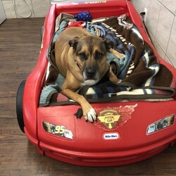 Adopt a dog:Tyson (BP)/Chow Chow/Male/Adult,Hi! My name is Tyson and I'm 6-years old and a Chow/Boxer Mix. I'm a fun loving fella looking for love! I love to go bye-bye and am a perfect gentleman in the car. I love to go for long strolls and yes, I'm a perfect gentleman on the leash. I'm kinda scared of new men and the HALO people have been working with me. I recently spent the night in a foster home with one of those scary men and after awhile, I realized he wasn't so bad. We went for car rides and walks, played in the yard, and watched basketball together. I also can be a little too reactive to other dogs at times and need to be introduced properly (that's what my HALO people tell me). They say I've been doing a really good job in playgroups and I have made a few dog friends that I am fond of. I am sooooo ready to find my person so I can stroll, go bye-bye, and lounge on the couch with them. Oh, and I'm pretty darn good-looking! If you'd like to meet me, I'd love to meet you so fill out an adoption application and let's do this! Love and kisses, Tyson

We are a foster based organization and DO NOT have our adoptable pets at HALO. You must complete an adoption application to meet the cat or dog. We are by appointment ONLY.

Adoption application: www.halok9behavior.com/form