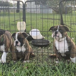 Adopt a dog:British bulldog puppies/Other//Younger Than Six Months,3 female Pure breed British bulldog puppies. Ready for there new homes now. Beautiful colours Blue trindle. Nice big healthy puppies. Been running around with 9 children and livestock . Mum and Dad are both registered through MBDA and both are DNA cleared.Mum and Dad in last pic. $4000Born 11/10/2020Ready for new home 06/12/2020Will be registered on Full mains through MBDACome with puppy packsWill grow up around children, other dogs, livestock and chickensCan transport at buyers cost.Will be microchipped.MDBA:17969