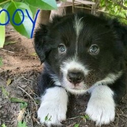 Adopt a dog:Border Collie Puppies/Border Collie//Younger Than Six Months,Border collies are active intelligent dogs that require a lifestyle that can accommodate to their needs and give them a lot of love and attention. We have 4 beautiful pure bred border collie puppies currently looking for their new forever homes.Free delivery to the Sunshine Coast on January the 31st of JanuaryThe puppies will come wormed, flea treated, mirco chipped, vaccinated and with a puppy transition pack to help them settle into their new homes.Their mother red and white, while their father is black and white. The puppies also carry merle genes and will have a medium length coat.There are 1 girl and 3 boys available (see photos attached) $3000 each. Please note that all potential owners must have a meet and greet before securing your puppy. Puppies will be ready for their new homes from Saturday the 30/01/2021If you have any queries please don't hesitate to ask and thank you for taking the time to read through out the advertisement. TEXT ONLY.Father is Black and WhiteMother is Red and WhiteBreeder identification number: BIN0008454690055RPBA #3084