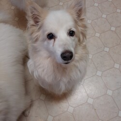 Adopt a dog:SNOWBALL/American Eskimo Dog/Female/Adult,SNOWBALL is fostered near Cincinnati, OH. 

She is 5.5 years old, 46lbs of standard female Eskie, vetted, chipped and spayed. She is on a weight loss program with her foster parents. 

She is a physically strong and is an active young girl, she does pull on a leash, so they are working with her on that.  She does do some simple commands.  She is good with cats. She enjoys playing and running with the other Eskies, and is a wannabe alpha.  She LOVES TO BARK! So no apartment life for her.  

She is very affectionate and playful with her foster Mom.  

She is fostered near Cincinnati, OH.