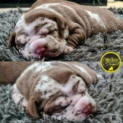 Adopt a dog:American Pocket Bully Puppies/Other//Younger Than Six Months,Pedigree American Pocket Bully PuppiesEastCoast Kennels & Coastal Bullies present:SHAKA (Haka son) x RUMRUM (Venom daughter)All puppies will be:✅ ABKC registered showing 4 generations.✅ Vaccinated, wormed, microchipped and health checked.✅ Both parents DNA clear and health tested.✅ Colors and structure you won't want to miss out on!MalesChocolate MerleLilac MerleLilac tri (SOLD)LilacFemalesChocolate Merle (SOLD)Lilac MerleChocolatePet home options available.Co-Own opportunities to the right buyers.Ready for their forever homes early March 2021.Find us on FB or Instagram @Eastcoast Kennels.Please do your research on the breed before enquiring.You can contact us via sms or phone call for any further information.