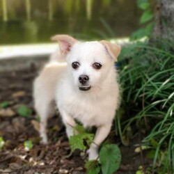 Adopt a dog:Brandy/Wire Fox Terrier/Female/Senior,ADOPTION APPLICATION

http://www.blue-tails.com/our-adoption-application.html

ADOPTION PROCESS

http://www.blue-tails.com/our-adoption-process.html

Brandy is a sweet little lady, 15 years young. She is very quiet and laid back, and enjoys following you around the house observing everything you are doing. She loves to be held in your arms but is not big on sitting on your lap, however, she does like to sit next to you. She loves to have her head and ears petted. She is crate trained, and for the most part potty trained. She is not one to tell you when she has to potty so as long as you take her out on a regular basis, she will not have any accidents in the house. When in her crate, she has never had an accident (she is crated while we are at work and at night to sleep). She loves being outside and her favorite activity is trying to catch lizards. She is great with other dogs, particularly those that are up in age without much energy (her and our 8 year old chi mix get along great). She is fascinated with our cats and runs to look for them. She is big on getting treats, especially cheese. She is an absolute doll for anyone looking for a loving, quiet, laid back companion.