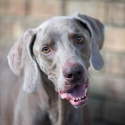 Adopt a dog:Dylan/Weimaraner/Male/Adult,INTAKE DATE - 5/13/2017
DOB - Approx 2011
SEX - Neutered Male
SIZE - Larger than breed standard
MEDICAL STATUS - On inexpensive meds for hypothyroidism. Successfully treated for fractured leg.
HOUSETRAINED - Yes
CRATE TRAINED - No
GOOD WITH OTHER DOGS -  Yes
GOOD WITH CATS - No
GOOD WITH CHILDREN - 12+ years old

Dylan is an adult Weimaraner who is less active than the average weimaraner. He would do best in a quiet, structured home with breed ownership experience. Dylan would prefer a female canine companion  but gets along with submissive male canine companions too. Dylan has had some basic training and has good house manners.