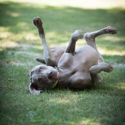 Adopt a dog:Dylan/Weimaraner/Male/Adult,INTAKE DATE - 5/13/2017
DOB - Approx 2011
SEX - Neutered Male
SIZE - Larger than breed standard
MEDICAL STATUS - On inexpensive meds for hypothyroidism. Successfully treated for fractured leg.
HOUSETRAINED - Yes
CRATE TRAINED - No
GOOD WITH OTHER DOGS -  Yes
GOOD WITH CATS - No
GOOD WITH CHILDREN - 12+ years old

Dylan is an adult Weimaraner who is less active than the average weimaraner. He would do best in a quiet, structured home with breed ownership experience. Dylan would prefer a female canine companion  but gets along with submissive male canine companions too. Dylan has had some basic training and has good house manners.