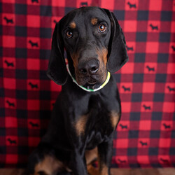 Adopt a dog:Howard/Black and Tan Coonhound/Male/Young,Howard is a super sweet, goofy boy. Hes playful and friendly, wanting nothing more than to snuggle and be with his people. Hes definitely a large puppy and will thrive with some structure and guidance in a loving home. Howard walks well on a leash and is not a beggar for food...bonus! 

*Homeownership Required!

Adoption fee includes the following:


	Spay/Neuter
	Rabies Vaccination
	Distemper / Parvo Vaccines (includes series of 3 for puppies)
	Bordetella
	Microchip with prepaid lifetime registration
	Deworming
