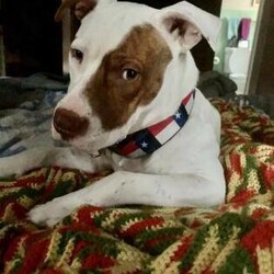 Adopt a dog:Bobby Joe/Pit Bull Terrier/Male/Adult,Bobby Joe is a sweet guy! He was born in 2018 and weighs 55 pounds. He is house trained, very playful, and LOVES to snuggle! He likes to go on walks, but needs work on the leash. He tends to pull. He is located in a foster home. 

Included with adoption: Age-appropriate vaccinations, up to date heart-worm preventative, heart-worm test if over 6 months, insurance for 30 days, microchip with registration, and spayed or neutered- if not already, a voucher is provided. 

If you are interested in adopting, please complete our Pre-application: https://form.jotform.us/asr628/ShortAdoptionInquiry