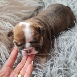 female English bulldog/English bulldog/Female/3 weeks,last chunky girl from litter of 4 ready to leave end of March mum can been seen. She is 3 weeks old tomorrow and she will come - microchipped- first vaccination- NEBBR registered- health checked- puppy pack and lifetime support any m9re into please contact me