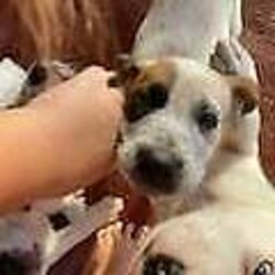 Adopt a dog:Puppies for sale/Irish Wolfhound//Younger Than Six Months,I have a Irish wolfhound x red cattle 6 puppies 1 girls 3 boys very playful likes cuddles and a bit cheeky gets along with my other dog and cat