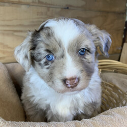 Beauty/Australian Shepherd/Female/,This darling girl is ready to be shown off to your friends! Beauty is a gorgeous female puppy that wants to light up your life. will have a nose to tail vet check and arrive with a current health certificate. She will love running around town with you doing errands or snuggling at home to relax. Beauty is eager to find her forever home. Don't miss out on this spectacular companion.