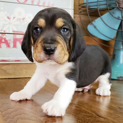 Charley/Beagle/Male/ Charley/Beagle/Male/,This darling boy is ready to be shown off to your friends! Charley is a handsome pup that wants to light up your life. Charley will have a complete nose to tail vet check and arrive with a current health certificate. He will love running around town with you doing errands or snuggling at home to relax. Charley is eager to find his forever home. Don’t miss out on this spectacular companion.