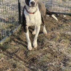Adopt a dog:*Cheyenne/Pointer/Female/Baby,Cheyenne was born on 4/23/18  and is a pointer mix. She is very sweet and well behaved.  She loves to play with other dogs. Cheyenne would love a family of her own and a big yard to play in. Are you the family she is looking for?

Included with adoption: Age-appropriate vaccinations, up to date heart-worm preventative, heart-worm test if over 6 months, insurance for 30 days, microchip with registration, and spayed or neutered- if not already, a voucher is provided. 

If you are interested in adopting, please complete our Pre-application: https://form.jotform.us/asr628/ShortAdoptionInquiry