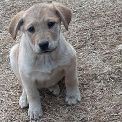 Adopt a dog:Lucy/Labrador Retriever/Female/Baby,BREED-Labrador Retriever Mix;                                           
 SEX-Female;                  
 SIZE-Medium at Adulthood;            
 WEIGHT-10 lbs;                       
 AGE-Approximately 4 Months;           
 SPAY/NEUTER-No, Too Young At This Time;
 HOUSETRAINED-Currently Uses Doggie Door;
 GOOD WITH KIDS-Yes;         
 GOOD WITH DOGS-Yes;   
 GOOD WITH CATS-Unknown;
 HISTORY-Rescued From A Local Shelter;          
 ADOPTION FEE-$300;
 CONTACT INFO-Please email lostpawsrescueoftexas@yahoo.com;
 ADDITIONAL INFO-Lucy is a super fun pup with a friendly and outgoing personality. She has a beautiful colored coat and is sure to become a beloved member of her new forever family.