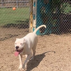 Adopt a dog:Kurt/Dogo Argentino/Male/Adult,Kurt is looking for the perfect home. We think he is around 4 or 5 years old. He absolutely craves love and attention and enjoys giving big dogo hugs and kisses. He would do best in a home with a confident experienced adopter who would work with him on his training and provide him with plenty of exercise. He has not been reactive with other dogs and could possibly do well with a submissive female with proper introductions.  We do not recommend a home with cats, small dogs or small children. Kurt is a big love bug and would be so happy to be someone's adventure buddy. He is currently being fostered in Central Texas but would happily go on a road trip to the right forever home. 

Dogos are a wonderful breed but we urge anyone interested to dig in and do a lot of research before deciding if they are a good fit for your home. They require a lot of attention and training with them never ends!  Boundaries must be enforced and they often need reminders as they push past boundaires you set! Dogos are loving, kind and gentle but don't mistake that for weakness because they are equally powerful and intense as well! Everyone in the home must be on board with having a dogo and play a major role in their daily routines and training. Yes it is work, but the rewards are ten-fold! Lazy homes don't work for dogos as they need stimulation, exercise, and lots of attention too during their younger years.  Our goal in rescue is to be as transparent as we can about each and every dog plus make sure new families really understand the needs of a dogo!