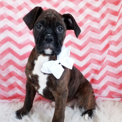 Cynda/Boxer/Female/,Cynda is the sweetest puppy ever! She is the ideal pet for your family! She is a sure to be the star of your home. She has a great look, so she will be sure to turn heads. Cynda is quite the lover too, so be ready to be showered in puppy kisses because she is not afraid to give them out! Whether snuggling up on the couch or romping around out in the yard, you'll always love having this sweetheart by your side. So what are you waiting for? Make your dreams come true and call about Cynda now!