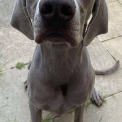 Silver Weimaraner (10 month old male dog puppy)./Weimaraner//Older Than Six Months,Pure bred Weim:Sadly our boy is in need of a new home. He is a super affectionate big pup who loves people. He is 10 months, microchipped, desexed, wormed and vaccinated. He loves playing fetch and cuddles. Good with kids. Toilet trained. He is best suited to an active family. Only those with experience with this breed considered.For further information please contact below.Pick up only, south-east suburbs Melbourne.O