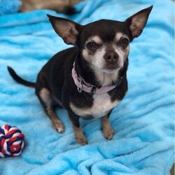 Adopt a dog:Ava/Chihuahua/Female/Adult,Meet Ava, our little sassy Chi Chi! She is about 8 years old and weighs about 8 pounds. We love her and her funny little personality! Ava takes a little time for her to trust you, but then will be sitting in your lap forever! She is housebroken and loves walks! She is good with some dogs, but would be best without cats.  She would not be good with kids.   People who know this breed know that Chihuahuas can be snippy and possessive.  Ava is not warm and fuzzy when you first get to know her and she does not like strangers.  Best home would be someone who knows this breed.  

**We do not do out of state adoptions**

To do our part to contain the spread of COVID-19, The Animal Haven is only open by appointment for approved applicants until further notice. Check our Facebook page for more updates as the situation develops. Thank you for your understanding, and we hope you stay safe and well.

Applications are available on our website, theanimalhavenct.org. If interested, please send an application to Michelle@TheAnimalHavenCT.org or mail it to 89 Mill Road, North Haven CT 06473.


For additional information please check our Facebook page!