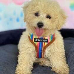 Apricot Bichoodle - Poochon Puppies/Bichon Frise//Younger Than Six Months,Sweet Bichon Frise X Mini poodle hypoallergenic first generation, Male puppies available.Mum (Bichon Frise) and Dad (Mini Poodle) both are approximately 6Kgs, DNA tested clear.Puppies come microchipped, wormed regularly, 1st vaccination, vet checked. Ready to rehome at 8 weeks old from 15/3/21.BIN0008551852867RPBA 3068