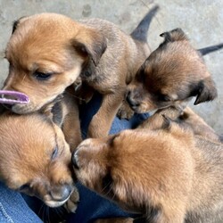 Ridgeback Cross Kelpie Puppies/Australian Kelpie//Younger Than Six Months,Mother is lovely ridgeback/sharpae and father Australian Kelpie.We have 4 puppies, 2 x female and 2 x male.Have been vet checked, microchipped, wormed... and will come with registeration papers, pet healthcare record passport and a puppy care guide.‘Ralph’ microchip 953010004990142‘Sally’ 953010005013679‘Fred’ 953010004991117‘Susie’ 953010005013730Located West Tweed Heads, Carool NSWPlease text Mobile Number ******4545 for directions... thankyou REVEAL_DETAILS 