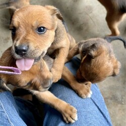 Ridgeback Cross Kelpie Puppies/Australian Kelpie//Younger Than Six Months,Mother is lovely ridgeback/sharpae and father Australian Kelpie.We have 4 puppies, 2 x female and 2 x male.Have been vet checked, microchipped, wormed... and will come with registeration papers, pet healthcare record passport and a puppy care guide.‘Ralph’ microchip 953010004990142‘Sally’ 953010005013679‘Fred’ 953010004991117‘Susie’ 953010005013730Located West Tweed Heads, Carool NSWPlease text Mobile Number ******4545 for directions... thankyou REVEAL_DETAILS 