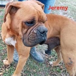 Adopt a dog:Jeremy/Boxer/Male/Young,Looking Glass Animal Rescue is a 501c3 virtual rescue, using a network of dedicated fosters throughout the Northeast to care for our animals until adoption. You may be required to travel if approved for adoption.

Looking Glass Animal Rescue is a 501(c)(3) virtual rescue, using a network of dedicated fosters throughout the Northeast to care for our animals until adoption. You may be required to travel if approved for adoption.

We have a wiggler! Meet Jeremy, a handsome and very happy young Boxer looking for his lifelong home. He has an amazing personality, smiles often, and loves to run! He is strong and active, so looking for a home that will keep him active. He is said to be a great walking companion, so if you are an adventurer, he's your guy! He enjoys playing with toys, hanging out in his bed, and is even a snuggler. He does well with kids and other dogs, but no cats please. He will be making his way up to the northeast from Texas in coming weeks.

Applications can be submitted through https://lgarinc.org/adoption-application/. Please note that you must be 25 years of age to adopt and we reserve the right to refuse adoption to anyone. All applications are subject to review and approval and a tax-deductible adoption donation is required to be paid prior to adoption day.

Please note that you must be 25 years of age to adopt and we reserve the right to refuse adoption to anyone. Please be advised that we will not approve adoptions to persons who mislead or fail to provide accurate information on this application. Incomplete applications will not be processed.