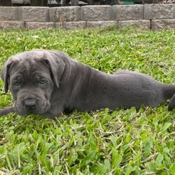 Adopt a dog:Neo mastiff pups/Neapolitan Mastiff//Younger Than Six Months,Neapolitan mastiff pups. 2 males. Photos 1-4 are the pure blue boy and photos 5-8 is the blue with brindle colouring. Will be fully vaccinated and wormed with health checkBIN 0007931738331RPBA 3831