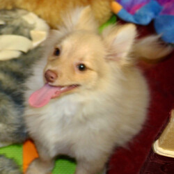 Samson/Pomeranian/Male/,Hi, my name is Samson. I am so anxious to meet my new forever family. Would that be with you? I sure hope so. I am a gorgeous puppy with a personality to match. I am also up to date on my vaccinations and vet checked from head to tail, so when you see me, I will be as healthy as can be. What are you waiting for, I know I will be the best friend you have dreamed of?
