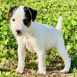 Cosmo/Jack Russell Terrier/Male/,Hello there! My name is Cosmo and I want you to pick me! I love to snuggle and be as cute as can be! My parents said I'm perfectly healthy and up to date on my puppy vaccinations. Being loved makes me happy and all I want is a nice family to take care of me. I love to play and to take long naps. If I'm chosen to join your family, I'll be the best puppy you could ever ask for; I promise! Make the call now and find out how to bring me home!