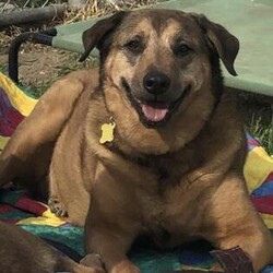 Patty Wylie/Retriever/Female/Adult Adopt a dog:Patty Wylie/Retriever/Female/Adult,Hello I am Patty! I came in with my sister Sandy and both of us had little human interaction before coming here. Like my sister, I am shy because I am still getting use to people. Too much chaos does scare me, but if you come up to me slowly, talk to me and pet me, I will know I can trust you and I will feel at ease. I'd need a patient and loving home to guide me to my full potential. I am pretty lazy, and love lounging around, so it would be cool to find a family who could do that with me!