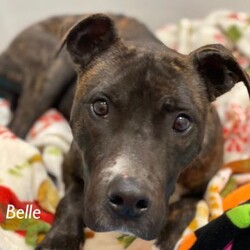 Belle/Terrier/Female/Adult Adopt a dog:Belle/Terrier/Female/Adult,